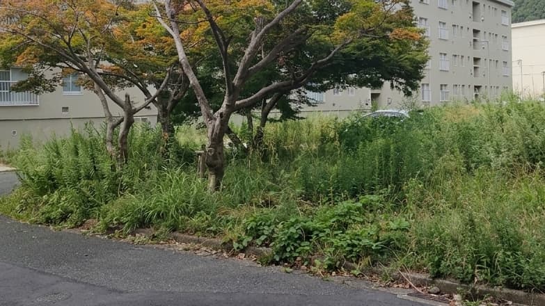 除草作業前：伸びた雑草の状態