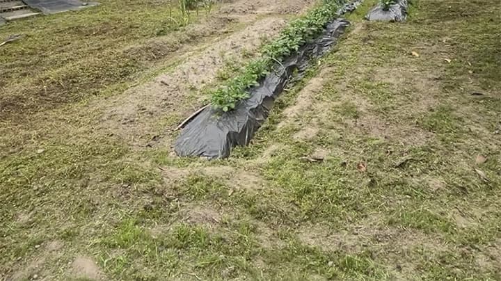 草刈り作業後の敷地